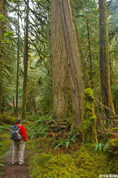 GO: Carbon River Rain Forest in Mt. Rainier National Park