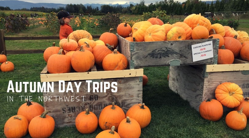Northwest Autumn Day Trips: Corn Mazes, Apple Orchards, and Pumpkin Patches