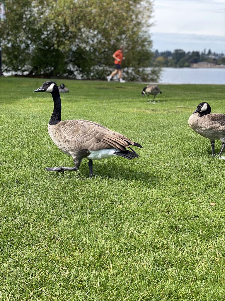 Canada geese are common at Green Lake