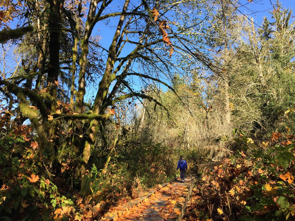 Fall color at Evans Creek Preserve