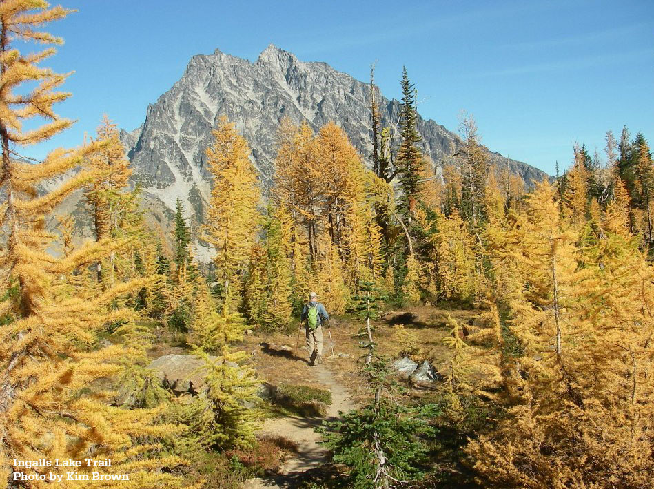 Larches on the Ingalls Lake Trail, by Kim Brown