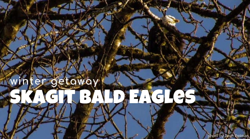 Winter Day Trip: See the Skagit Bald Eagles