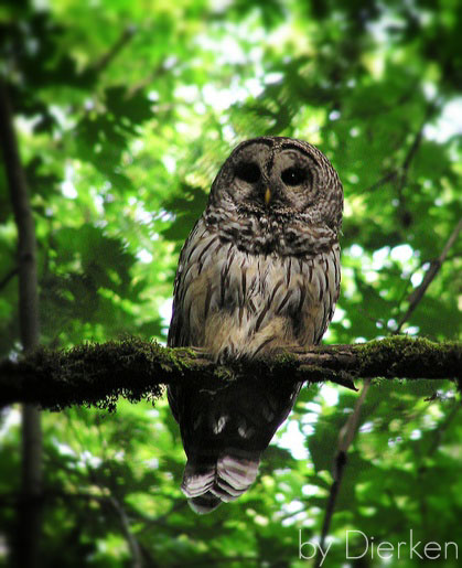 barred-owl-by-dierken