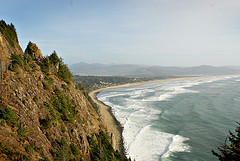 manzanita