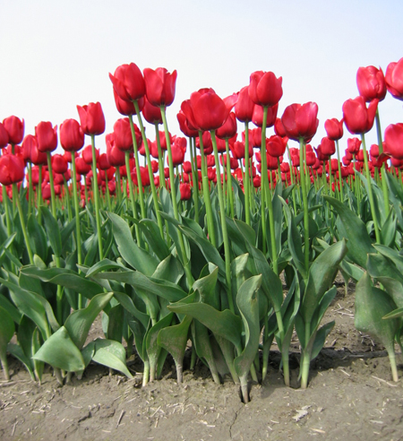 tulips1