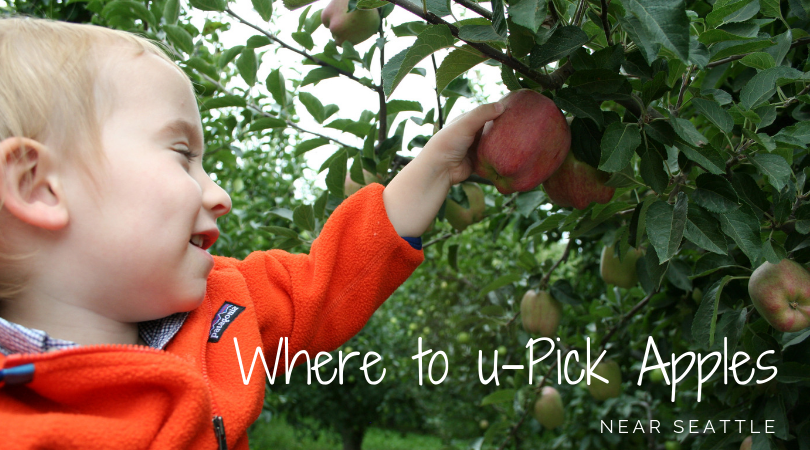 Where to U-Pick Apples near Seattle